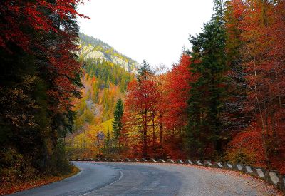 colorful forest