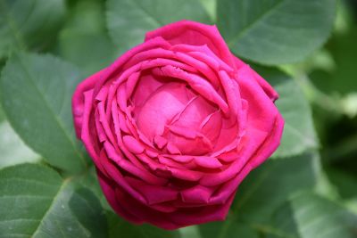 bright pink rose flower