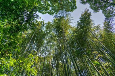 trees viewed from beneath