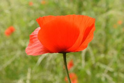 orange flower in the sun