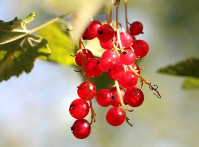 goji berries