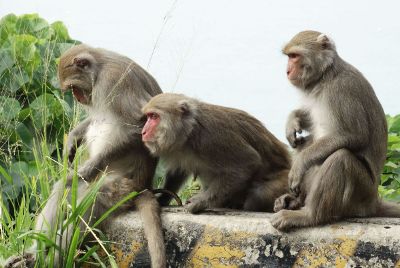 three monkeys watch