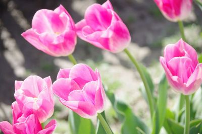 pretty flowers in sunlight