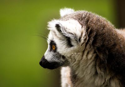 lemur on green background