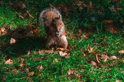 a squirrel holding acorn