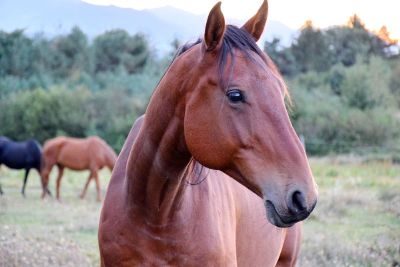 a close up horse