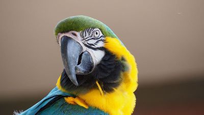 close up parrot