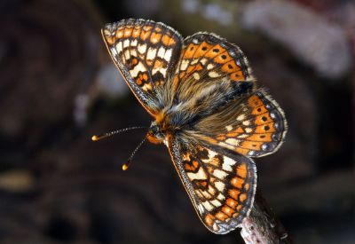 flying moth in nature