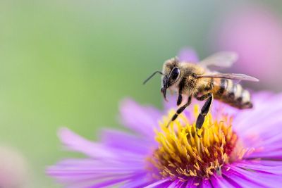 bee resting on flower