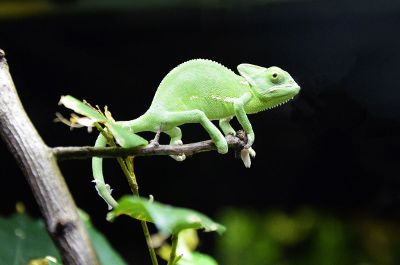 green colour chameleon