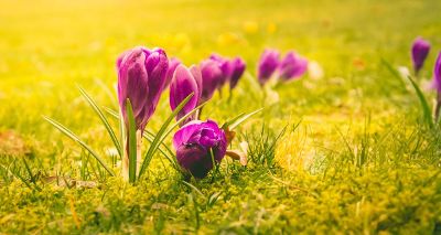 purple flowers spring up from ground