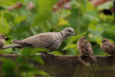 3 brown birds perched together