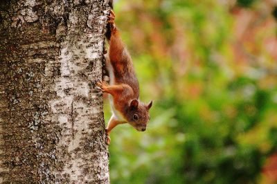 squirrel on tree trunk