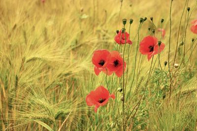 poppies in field