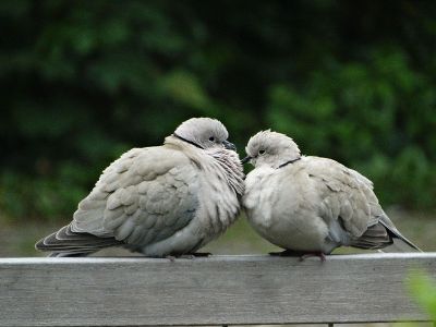 two fluffy birds