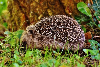 hedgehog eating