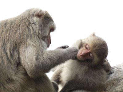 monkey taking care of her kid