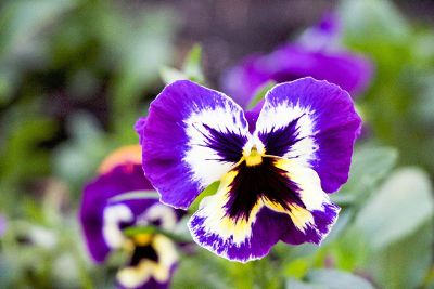 violet flowers in day time captured