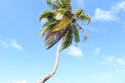 windy palm tree on beach