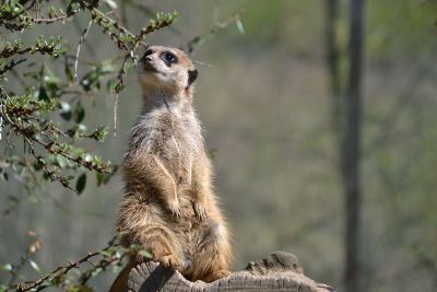 cute standing squirrel