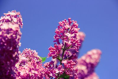 beautiful pink flowers in daylight