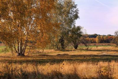 fall scenery