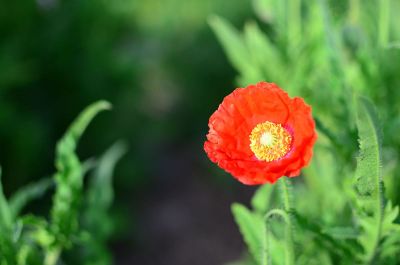 picture of an orange flower