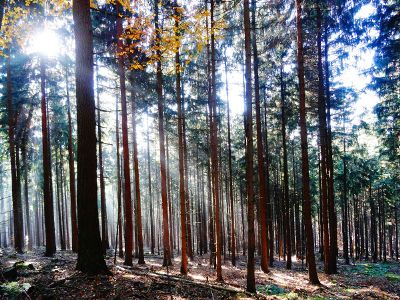 sunlight streaming through a forest