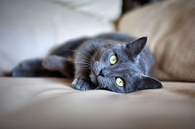 beautiful cat with green eyes