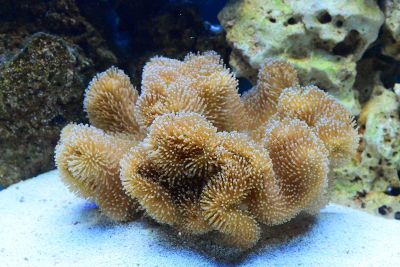 sea coral