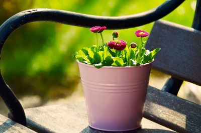 flowers in pink pot on bench