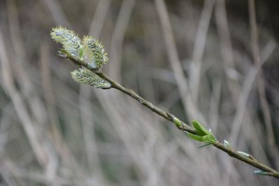 budding twig with spikey flowers