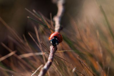 ladybug on a branch