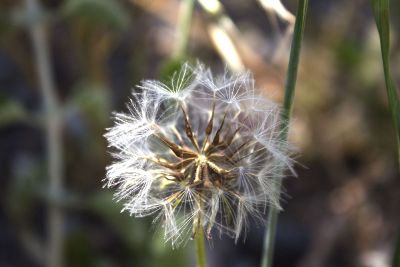 dandelion in the grass