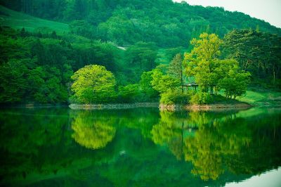lake surrounded by green forest
