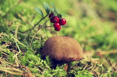 red berries growing next to a wild mushroom
