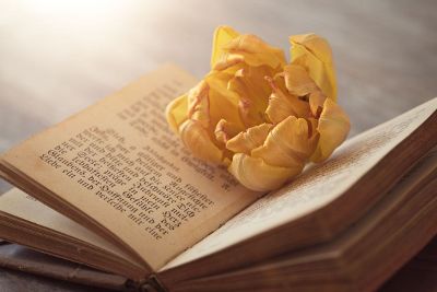 photograph of yellow flower in book