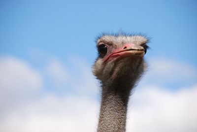 tall ostrich