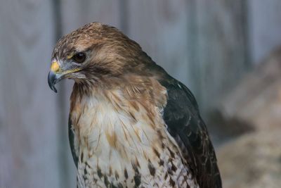 close up of a hawk with golden feathers on its head