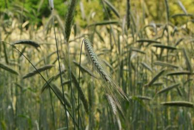wheat growing
