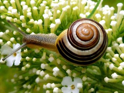 snail in view