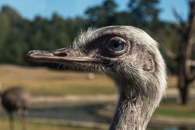 side view of ostrich head