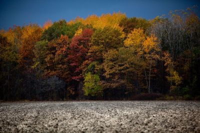 autumn trees