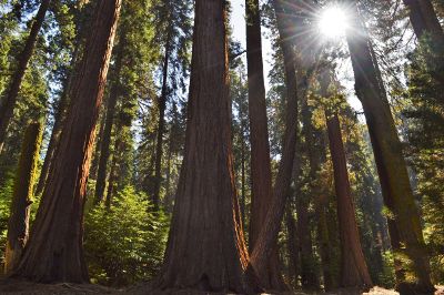 a redwood forest