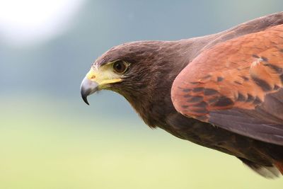 red hawk poised