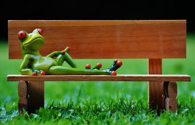 frog on bench