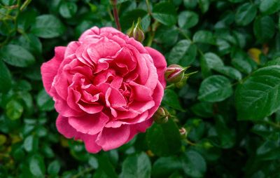 single blossoming rose with green background