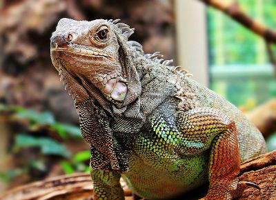 big iguana