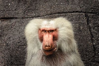 a face of the baboon