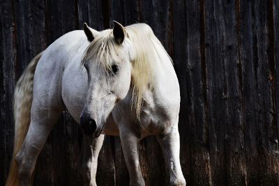 white horse